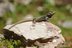 Laudakia stellio daani