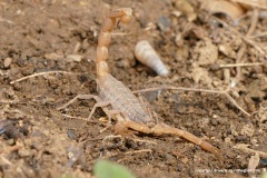 Aegaeobuthus gibbosus