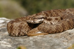 Montivipera xanthina