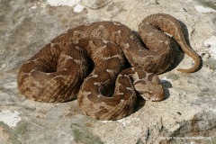 Montivipera xanthina