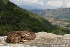 Montivipera xanthina