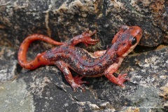 Lyciasalamandra fazilae fazilae