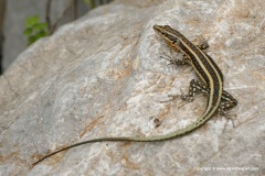 Anatololacerta pelasgiana