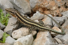 Anatololacerta pelasgiana
