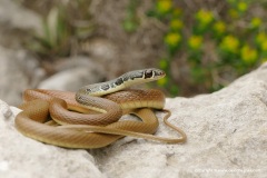 Platyceps najadum