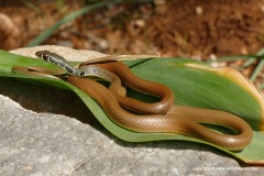 Platyceps najadum