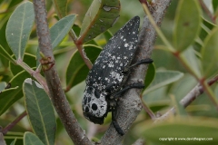 Capnodis cariosa
