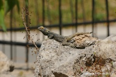 Laudakia stellio daani
