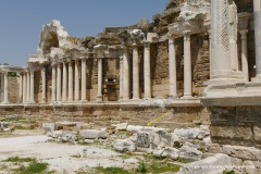 Laudakia stellio daani