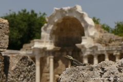 Laudakia stellio daani