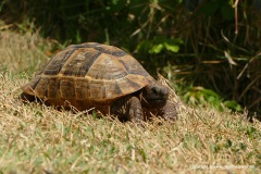 Testudo graeca