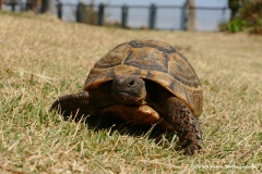 Testudo graeca
