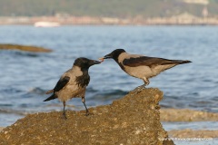 Corvus cornix