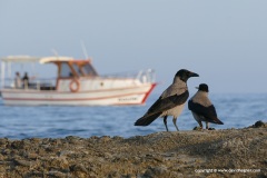 Corvus cornix