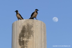 Corvus cornix