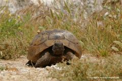 Testudo graeca