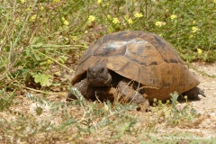 Testudo graeca