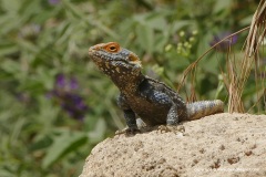 Laudakia stellio daani