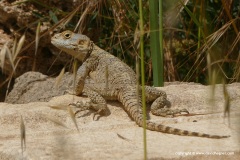 Laudakia stellio daani