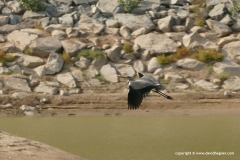 Ardea cinerea