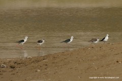 Himantopus himantopus