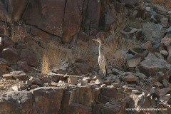 Ardea cinerea