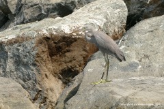 Egretta gularis