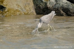 Egretta gularis