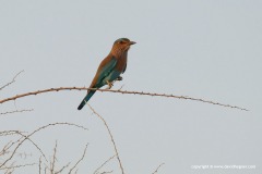 Coracias caudatus