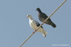 Columba livia