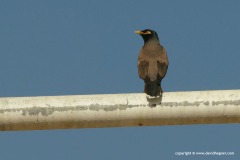 Acridotheres tristis