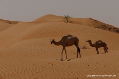 Camelus dromedarius