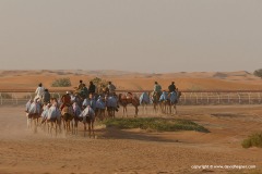 Camel Race Track