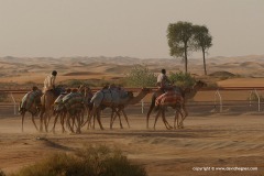 Camel Race Track