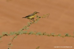 Cinnyris asiaticus