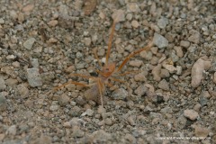 Solifugae sp.