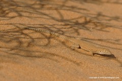 Acanthodactylus schmidti