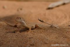 Acanthodactylus schmidti