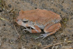 Sclerophrys arabica