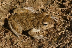 Sclerophrys arabica