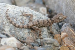 Trachydactylus hajarensis