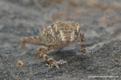 Trachydactylus hajarensis