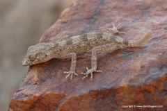 Trachydactylus hajarensis