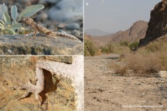 Trachydactylus hajarensis