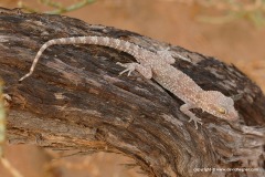 Bunopus tuberculatus