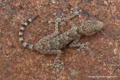 Ptyodactylus orlovi