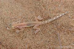 Stenodactylus arabicus