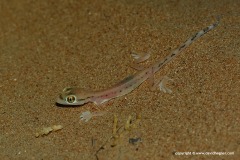 Stenodactylus arabicus