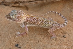 Stenodactylus doriae