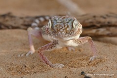 Stenodactylus doriae